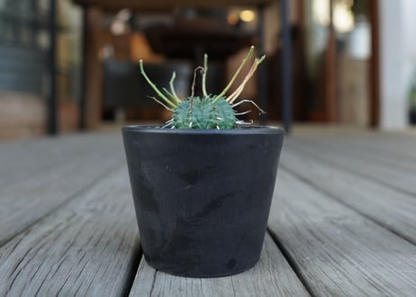 ユーフォルビア　バリダ　Euphorbia valida　NO.2