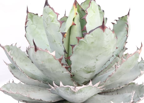 Agave titanota Black &Blue