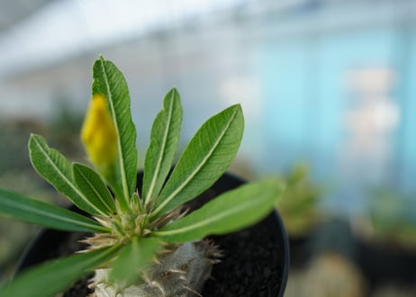 パキポディウム　恵比寿大黒　Pachypodium Densicaule　No.3