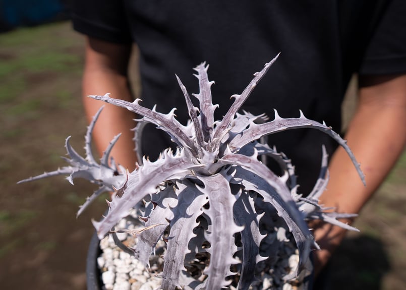 Dyckia goehringii Super White 超希少 | mana's farm