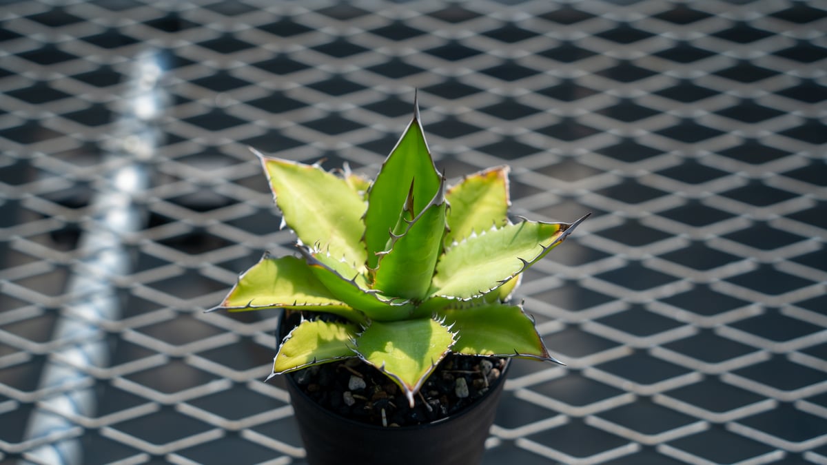 アガベ チタノタ×ケルチョベイ Agave titanota x kerchovei | ma