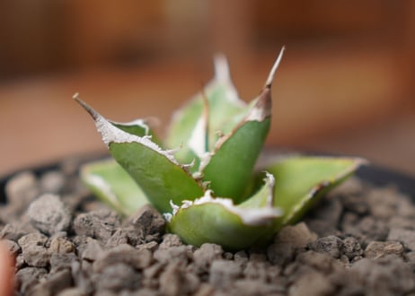 Agave Sowing seeds NO.1