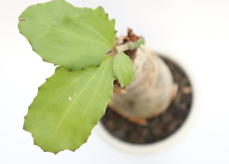 キフォステンマ ベティフォルメ | mana's green:塊根植物販売 キフォステンマ ベティフォルメ | mana's green:塊根植物販売