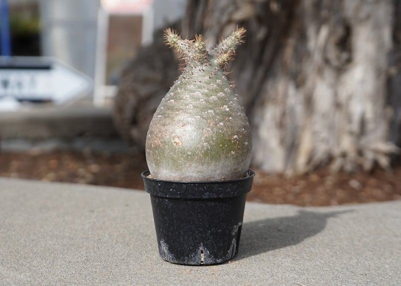 パキポディウム グラキリス No.8 | mana's farm:塊根植物・アガベ