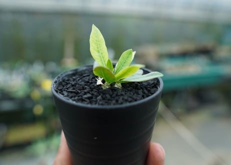 パキポディウム　恵比寿笑い　Pachypodium brevicaule　No.7