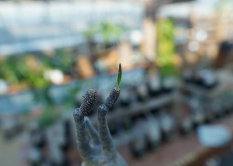 【未発根】パキポディウム　グラキリス　 Pachypodium Gracilius  No.22