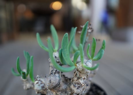チレコドン　万物想　Tylecodon reticulatus