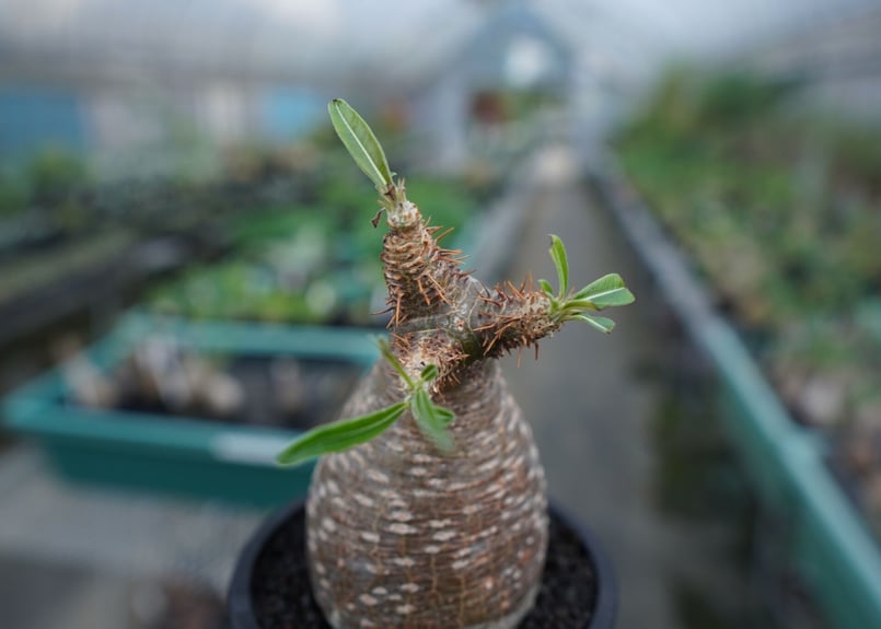 発根管理中】パキポディウム グラキリス Pachypodium Gracilius No