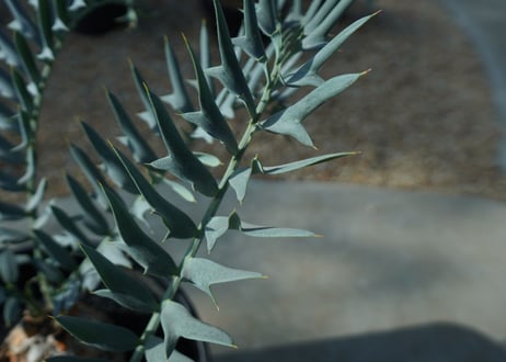 エンセファラルトス　 ホリダス　Encephalartos horridus