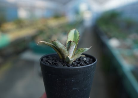 アガベ　チタノタ　 ブラックアンドブルー 　Agave titanota black and blue　No.2