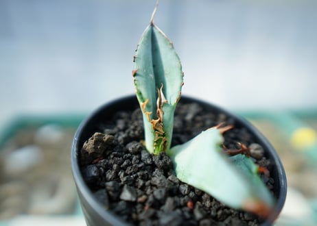アガベ　チタノタ　ホワイトアイス 　agave titanota whiteice