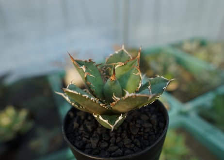アガベ　チタノタ　FO-76　agave titanota  FO-76