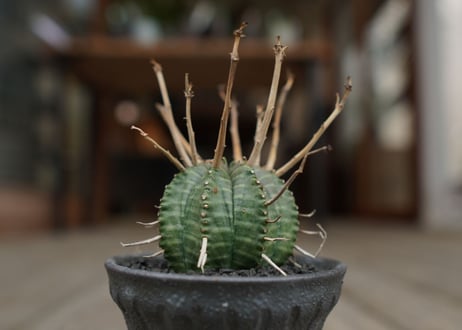 ユーフォルビア　バリダ　”塊根植物スターターセット”
