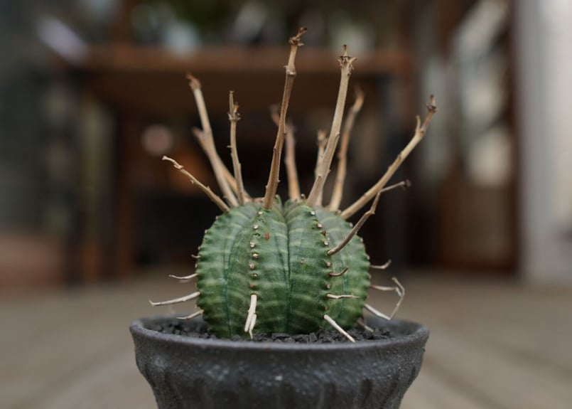 ユーフォルビア バリダ ”塊根植物スターターセット” | mana's farm