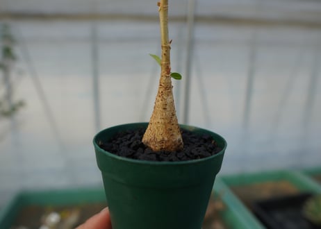 フィカス パルメリー Ficus palmeri  No.2