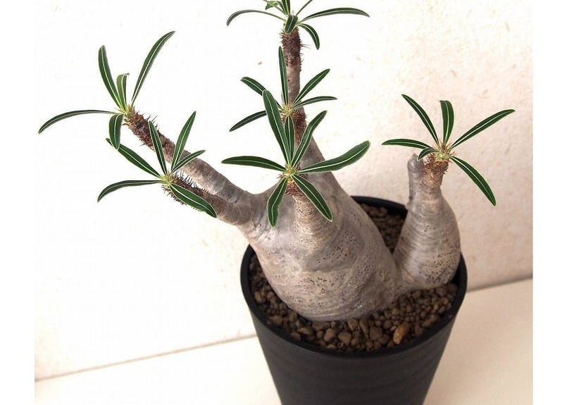 MEDICOM TOY - Pachypodium Gracilius パキポディウム グラシリウス MEDICOM TOY - Pachypodium Gracilius パキポディウム グラ
