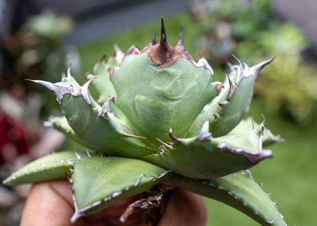 Agave titanota dwarf 姫厳龍NO.8