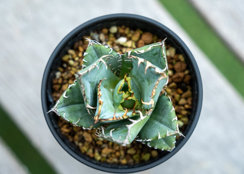 アガベ　チタノタ　白鯨　フィリグリー　凱撒　ハイブリッド　八荒雷神　親株セット アガベ チタノタ 白鯨 フィリグリー 凱撒 ハイブリッド 八荒雷神