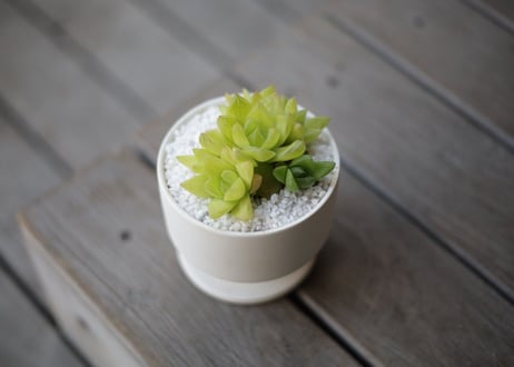 ハオルチア キサンタゴールド　Haworthia cymbiformis