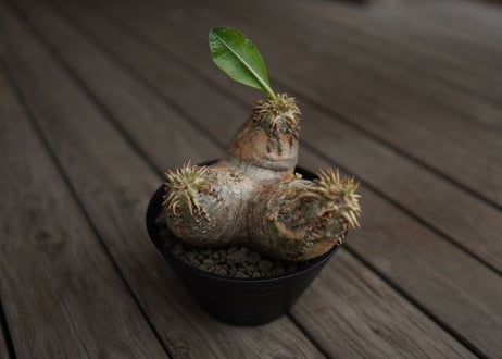 パキポディウム　エブレネウム　Pachypodium eburneum