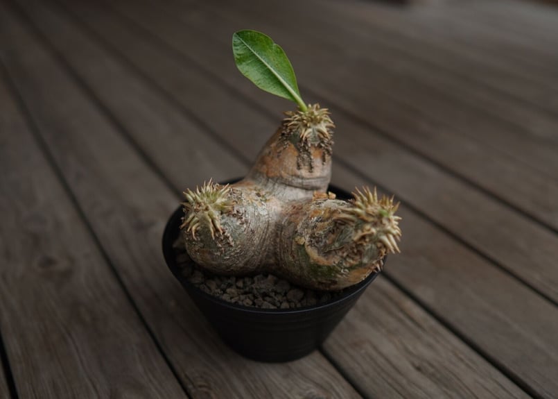 パキポディウム エブレネウム Pachypodium eburneum | mana's fa