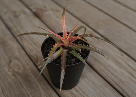ディッキア　アンダマン　Dyckia andaman