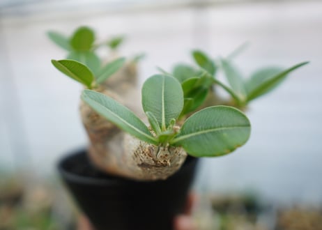 パキポディウム　エブレネウム　Pachypodium eburneum　No.1