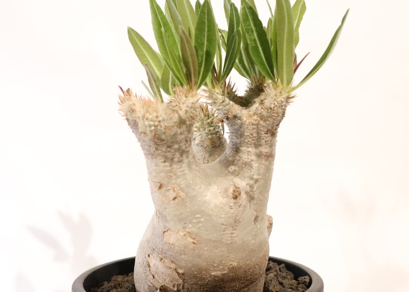 イノピナツム　塊根植物 イノピナツム「塊根植物」のアルバム-みんなの趣味の園芸2646751