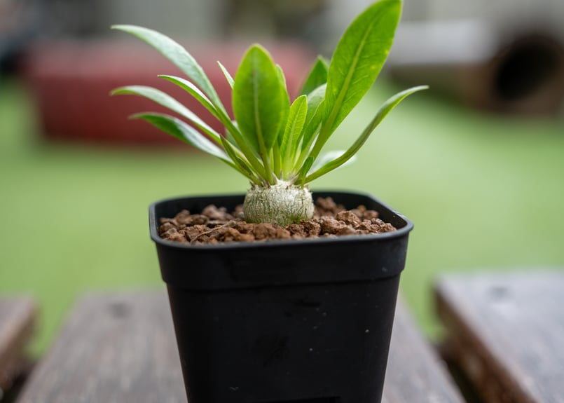 【週末Sale】パキポディウム 恵比寿笑い ⑥ パキポディウム 恵比寿笑い | mana's farm:塊根植物・アガベ・ドライ