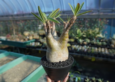 パキポディウム　グラキリス　 Pachypodium Gracilius  No.8