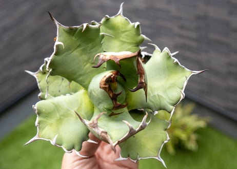 Agave titanota dwarf 姫厳龍 B NO.1