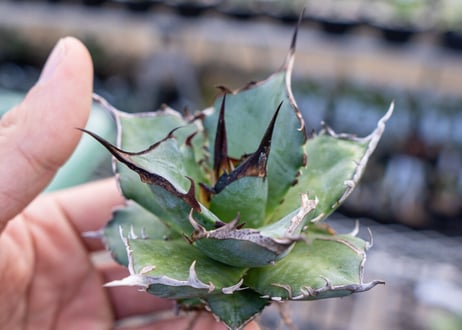 Agave titanota hades No.3