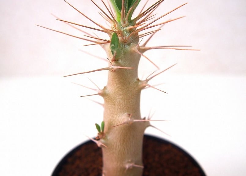 パキポディウム サンデルシー 白馬城 Pachypodium saundersii | man