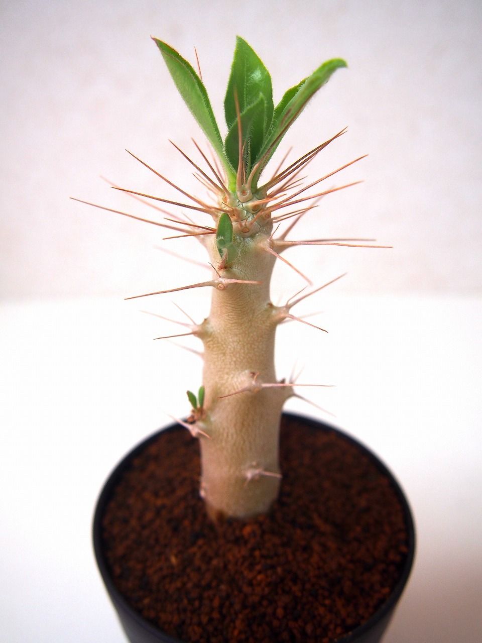 パキポディウム サンデルシー 白馬城 Pachypodium saundersii | man
