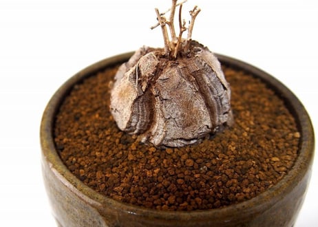 亀甲竜 ディオスコレア エレファンティペス  dioscorea elephantipes