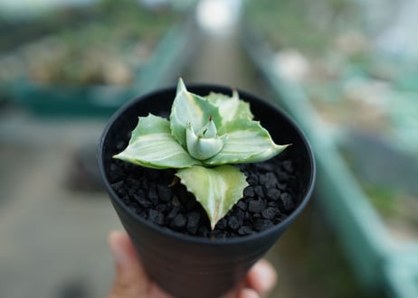 アガベ　王妃雷神錦　Agave　“Ohi Raijin Nishiki ”　No.2