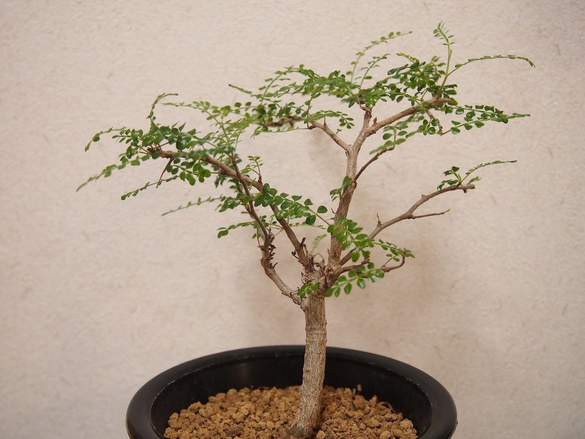 オペルクリカリア　デカリー　大株　2年 オペルクリカリア デカリー 大株 2年 オペルクリカリア デカリー