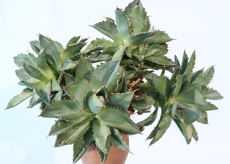 Agave titanota 'Filigree' montrose dwarf