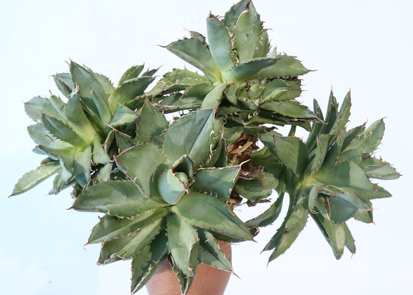 Agave titanota 'Filigree' montrose dwarf | mana