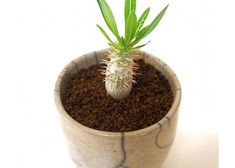 パキポディウム イノピナツム　Pachypodium inopinatum
