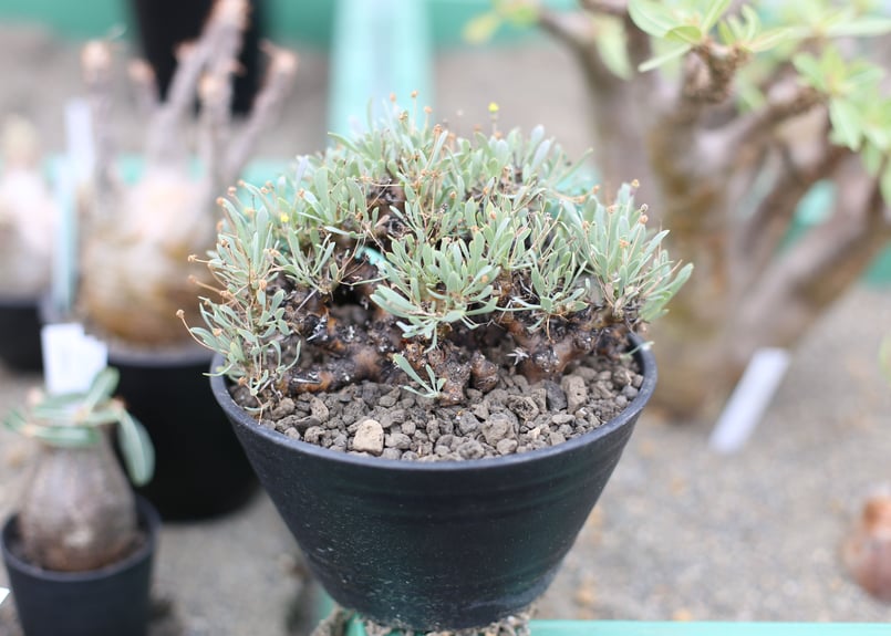 オトンナ ユーフォルビオイデス | mana's farm:塊根植物・アガベ