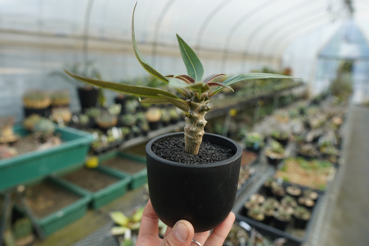 パキポディウム バロニー Pachypodium baronii No.1 | mana's