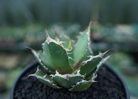 アガベ　チタノタ　FO-76　agave titanota  FO-76　No.4