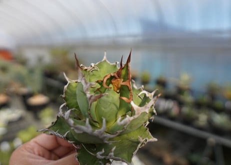 agave titanota　シーザー　caesar