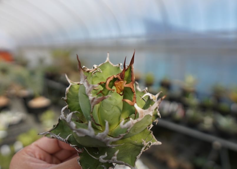 agave titanota シーザー caesar | mana's farm:塊根植物・ア