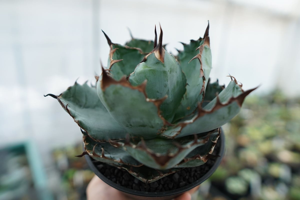 アガベ チタノタ ブラックアンドブルー Agave titanota black and