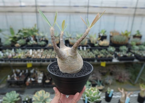 パキポディウム　グラキリス　 Pachypodium Gracilius  No.4