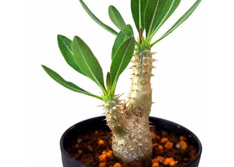Pachypodium rosulatum   パキポディウム　ロスラーツム　№2