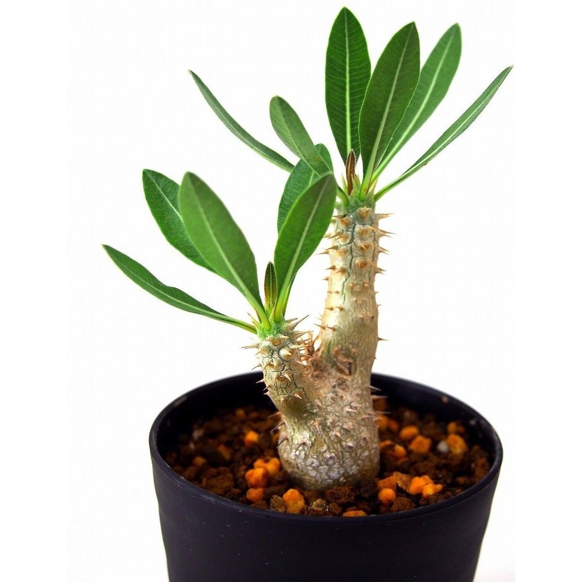 Pachypodium rosulatum パキポディウム ロスラーツム №2 | man