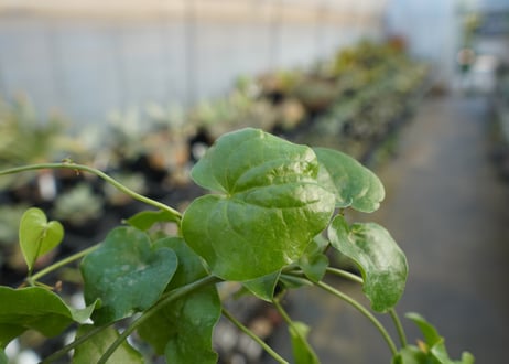 亀甲竜　Dioscorea elephantipes　No.2